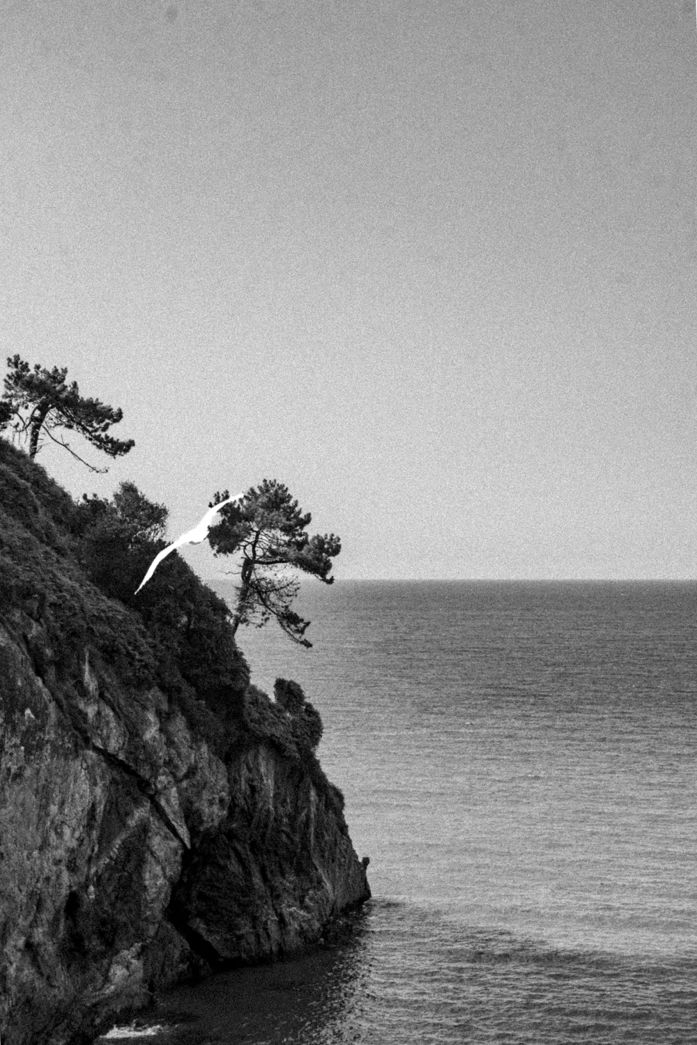 Pino inclinado sobre el acantilado, en blanco y negro