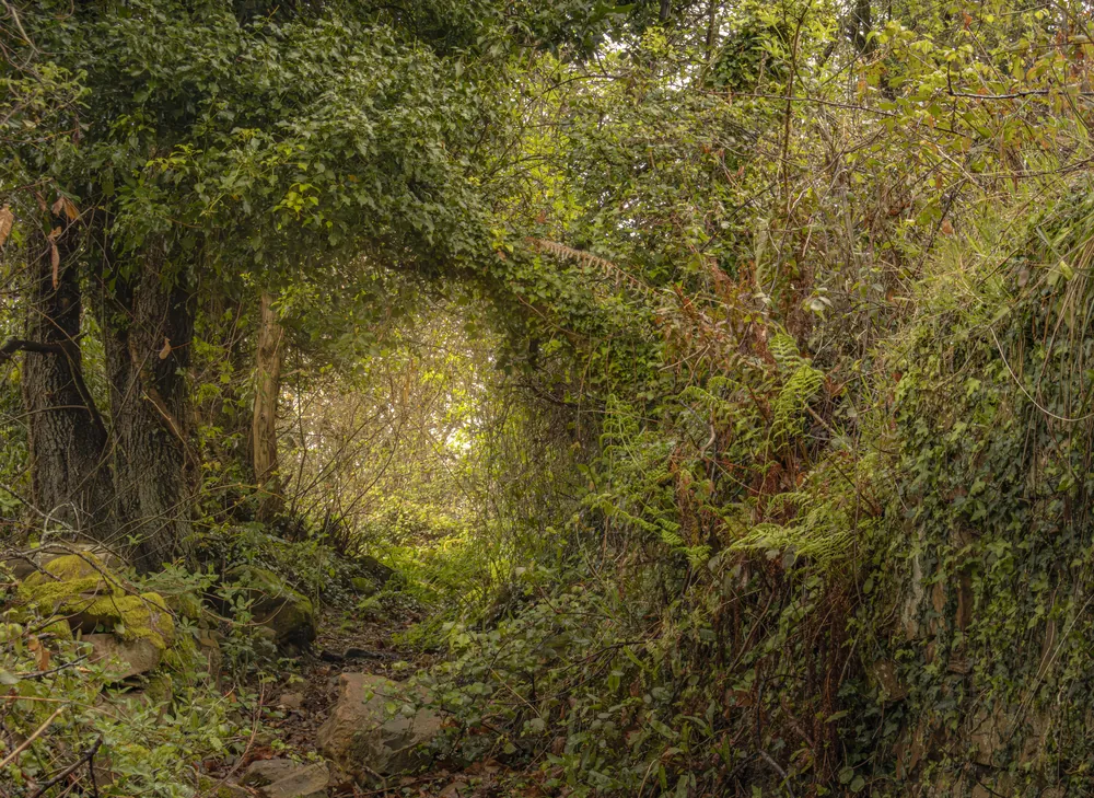 Bosque cerrado con la luz abriéndose al fondo