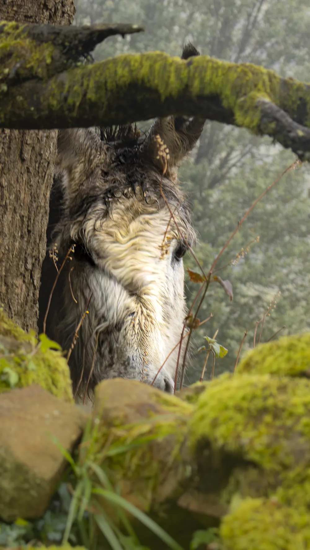 Caballo entre los troncos de un bosque húmedo