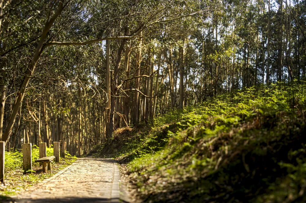 Camino entre eucaliptos con el sol filtrándose