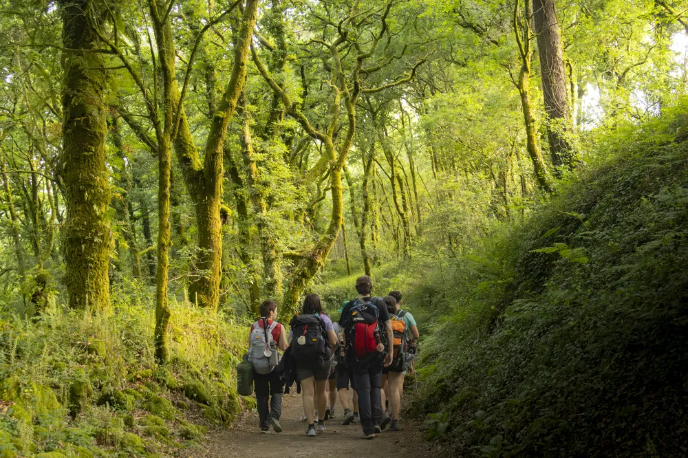 Grupo de caminantes alejándose por un camino arbolado
