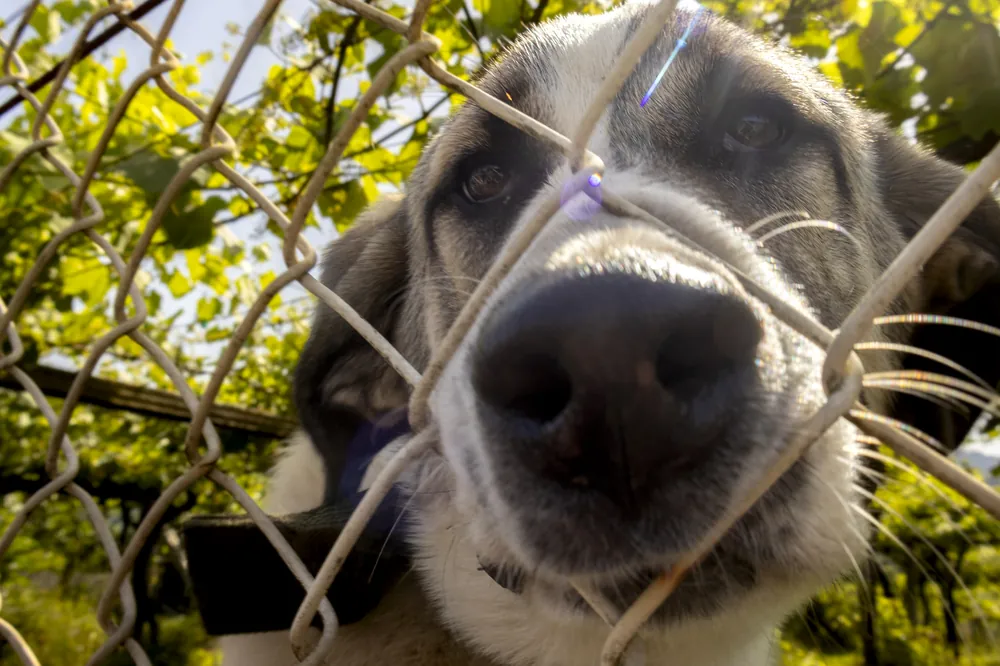 Perro asomando el hocico por una valla metálica