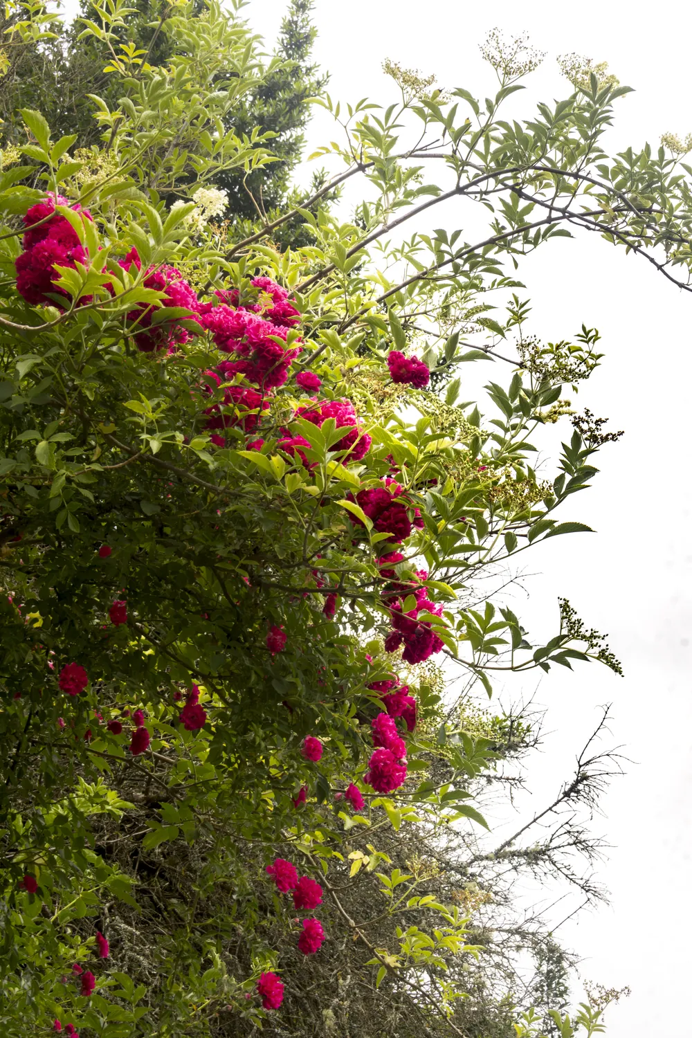 Rosal en flor recortado sobre un cielo blanco