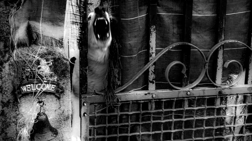 Perro ladrando tras una verja, en blanco y negro